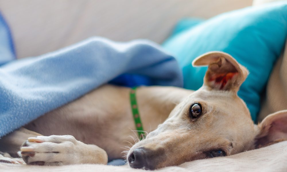 In-Depth Facts about Privileged Veterinary Services
