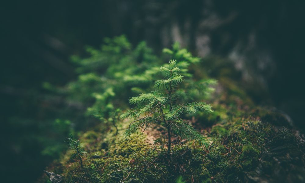 Top Measures to Protect Our Environment: Top positive human impacts on the environment