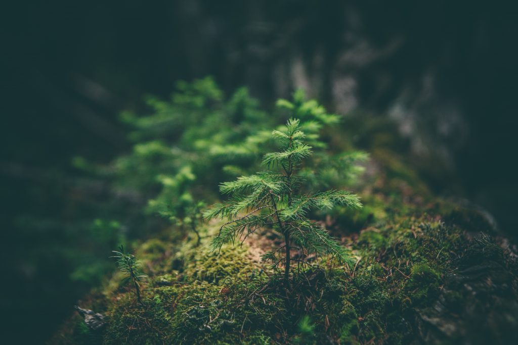 Top positive effects of humans on the environment