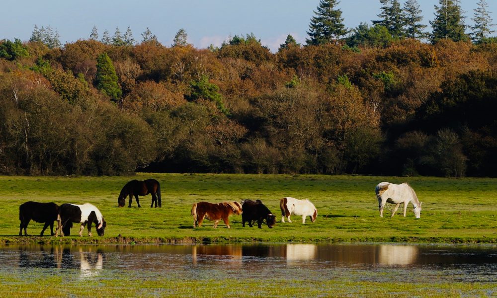 5 Must-Know Tips to Boost Milk Production in a Dairy Farming