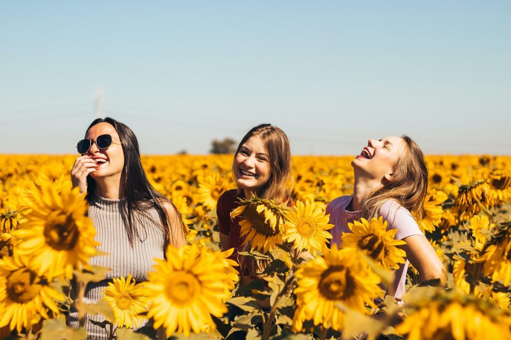 facts about Sunflowers