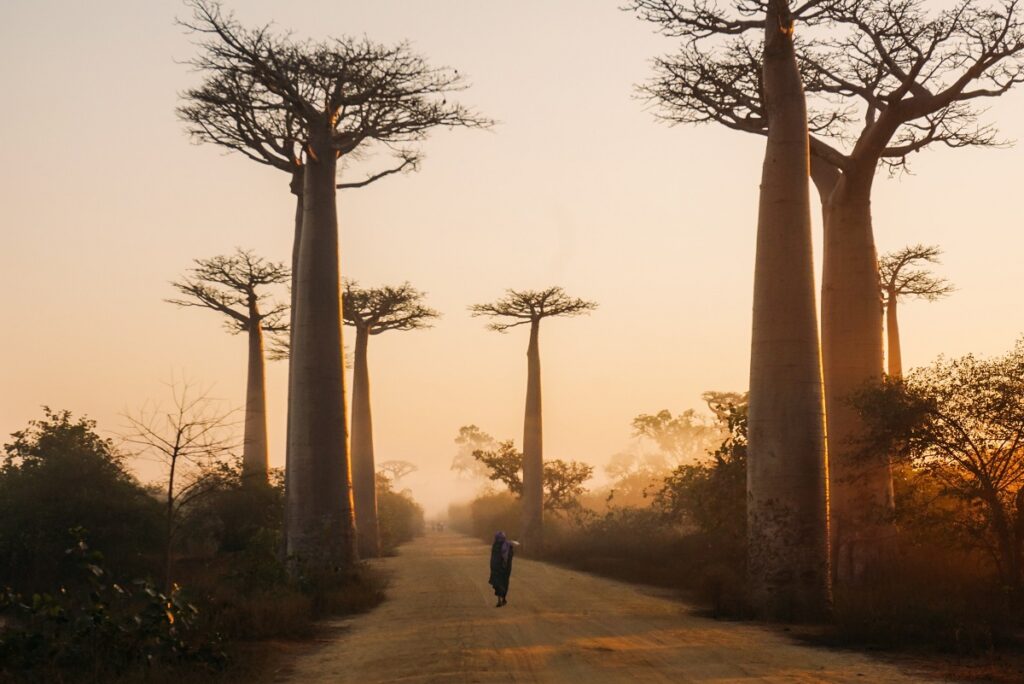 Most Beautiful Trees