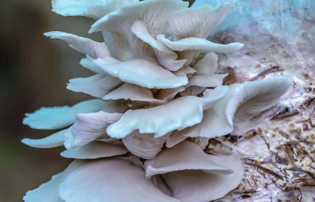 Mushroom Business